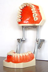 歯周病予防模型